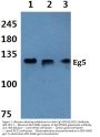 Anti-Eg5 (P923) KIF11 Antibody