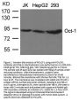 Anti-Oct-1 POU2F1 Antibody