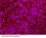 Anti-Oct-1 POU2F1 Antibody