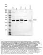 Anti-Apg3/ATG3 Antibody Picoband®