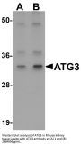 Anti-ATG3 Antibody