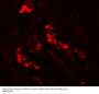 Anti-ATG3 Antibody
