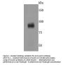 Anti-Axin-2 Axin2 Antibody