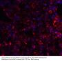 Anti-Axin-2 AXIN2 Antibody