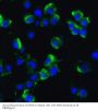 Anti-Axin-2 AXIN2 Antibody