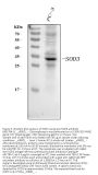 Anti-Superoxide Dismutase 3/SOD3 Antibody Picoband®