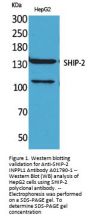 Anti-SHIP-2 INPPL1 Antibody