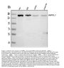 Anti-INPPL1 Antibody Picoband®