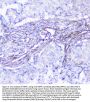 Anti-INPPL1 Antibody Picoband®