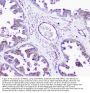 Anti-INPPL1 Antibody Picoband®