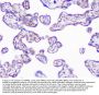 Anti-INPPL1 Antibody Picoband®