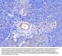 Anti-INPPL1 Antibody Picoband®