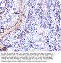 Anti-INPPL1 Antibody Picoband®