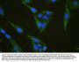 Anti-INPPL1 Antibody Picoband®