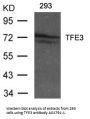 Anti-TFE3/Transcription Factor E3 Antibody