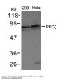 Anti-PKCz(Ab-410) PRKCZ Antibody
