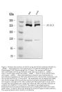 Anti-ACACA Antibody Picoband®