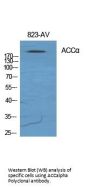 Anti-ACC alpha ACACA Antibody