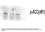 Anti-Phospho-AC alpha (S80) ACACA Antibody