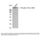 Anti-Phospho-AC alpha (S80) ACACA Antibody