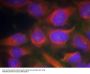 Anti-NMDAR1 (Ab-897) GRIN1 Antibody