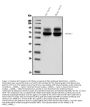 Anti-Kv1.1 potassium channel/KCNA1 Antibody Picoband®