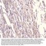 Anti-Kv1.1 potassium channel/KCNA1 Antibody Picoband®