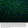 Anti-Kv1.1 potassium channel/KCNA1 Antibody Picoband®