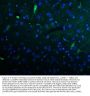 Anti-Kv1.1 potassium channel/KCNA1 Antibody Picoband®