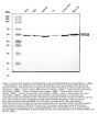 Anti-5HT1B/HTR1B Antibody Picoband®