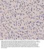 Anti-5HT1B/HTR1B Antibody Picoband®