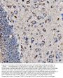 Anti-5HT1B/HTR1B Antibody Picoband®