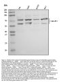 Anti-GLB1/Beta-galactosidase Antibody Picoband®