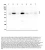 Anti-GLB1/Beta-galactosidase Antibody Picoband®