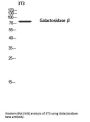 Anti-Galactosidase beta GLB1 Antibody