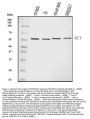 Anti-TRP2/DCT Antibody Picoband®