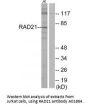 Anti-RAD21 Antibody