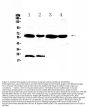Anti-UGT1A1 Antibody Picoband®