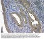 Anti-UGT1A1 Antibody Picoband®