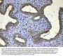 Anti-UGT1A1 Antibody Picoband®