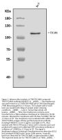 Anti-TRIF/TICAM1 Antibody Picoband®