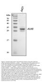 Anti-Kallikrein 6/KLK6 Antibody Picoband®