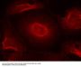 Anti-NMDAR2B (Ab-1474) GRIN2B Antibody