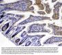 Anti-Xanthine Oxidase/XDH Antibody Picoband®