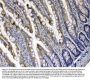 Anti-Xanthine Oxidase/XDH Antibody Picoband®