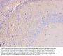 Anti-PKC gamma/PRKCG Antibody Picoband®