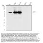 Anti-PKC gamma/PRKCG Antibody Picoband®