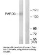 Anti-PARD3/Par3 Antibody