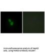 Anti-PARD3/Par3 Antibody
