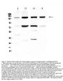 Anti-Integrin alpha 5/ITGA5 Antibody Picoband®
